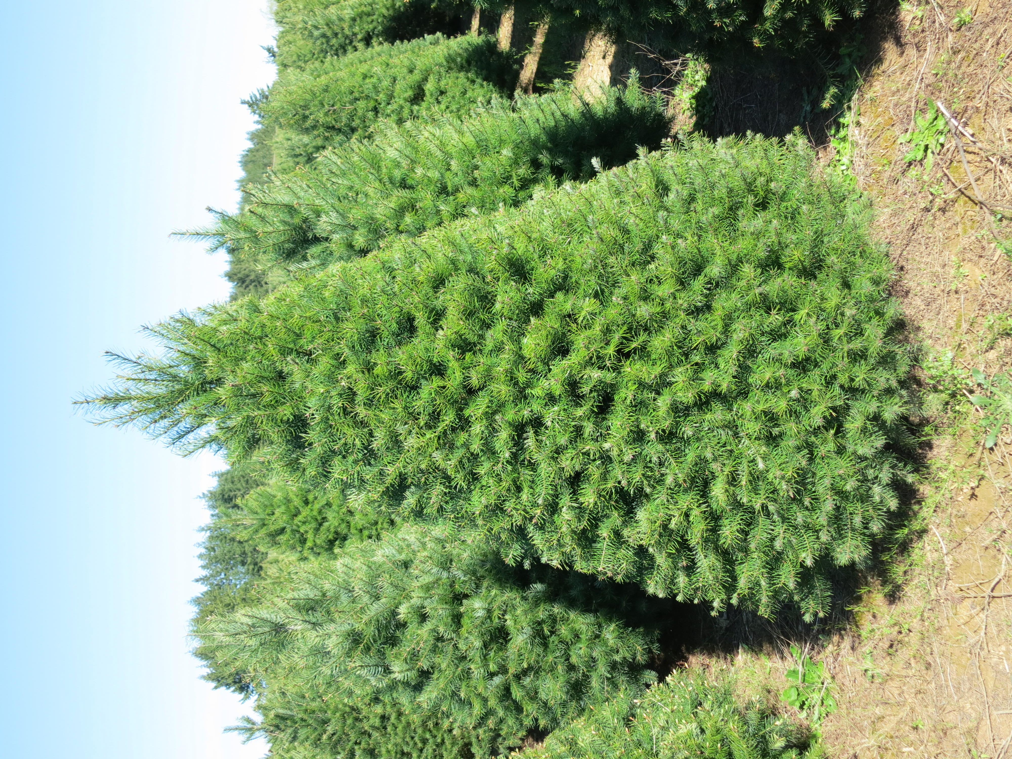 Wholesale Douglas Fir Christmas Trees